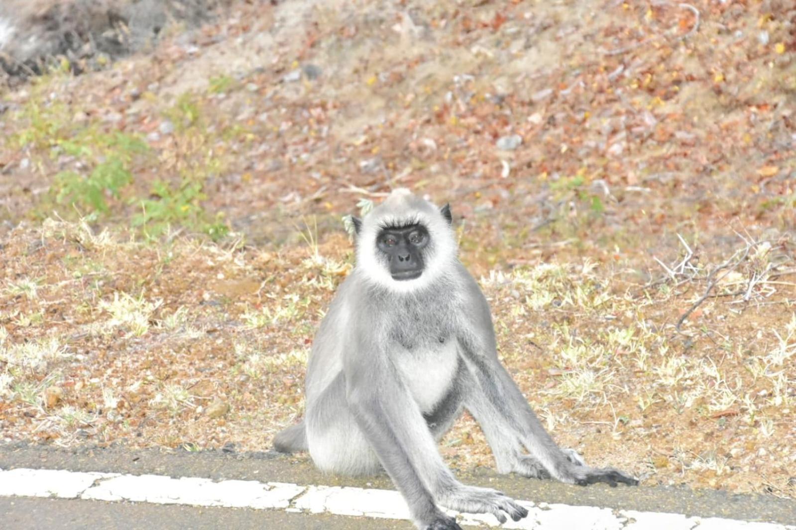 ホテル Animal View Point Yala ティッサマハーラーマ エクステリア 写真
